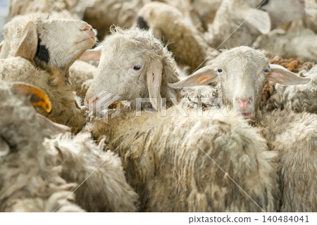 Flock of White Sheep Grazing Peacefully on Green Meadow Under Clear Blue Sky Flock of White Sheep Grazing Peacefully on Green Meadow Under Clear Blue Sky 140484041