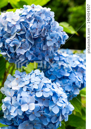 A close-up view of the Kaizu Hydrangea Festival, adorned with hydrangeas in full bloom. 140484307
