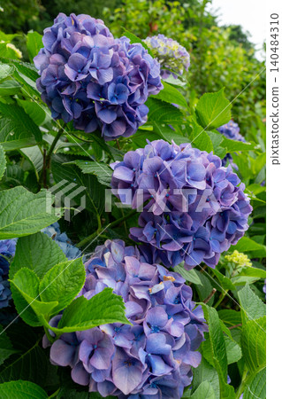 近距離拍攝的海津繡球花節，到處都是盛開的繡球花。 140484310