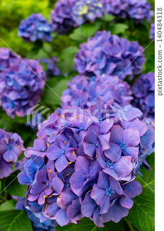 A close-up view of the Kaizu Hydrangea Festival, adorned with hydrangeas in full bloom. A close-up view of the Kaizu Hydrangea Festival, adorned with hydrangeas in full bloom. 140484318