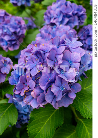 A close-up view of the Kaizu Hydrangea Festival, adorned with hydrangeas in full bloom. A close-up view of the Kaizu Hydrangea Festival, adorned with hydrangeas in full bloom. 140484319