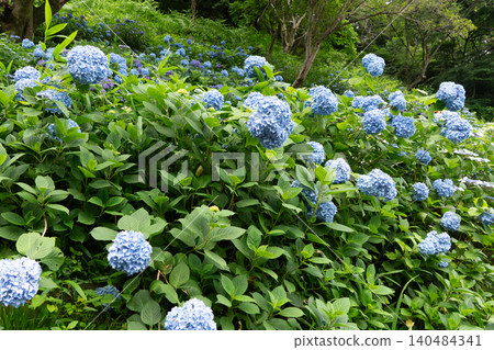 A close-up view of the Kaizu Hydrangea Festival, adorned with hydrangeas in full bloom. A close-up view of the Kaizu Hydrangea Festival, adorned with hydrangeas in full bloom. 140484341