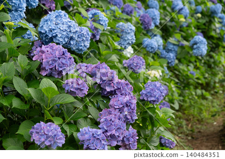 A close-up view of the Kaizu Hydrangea Festival, adorned with hydrangeas in full bloom. A close-up view of the Kaizu Hydrangea Festival, adorned with hydrangeas in full bloom. 140484351