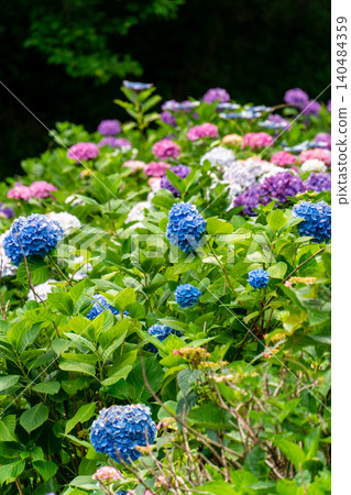 A close-up view of the Kaizu Hydrangea Festival, adorned with hydrangeas in full bloom. A close-up view of the Kaizu Hydrangea Festival, adorned with hydrangeas in full bloom. 140484359