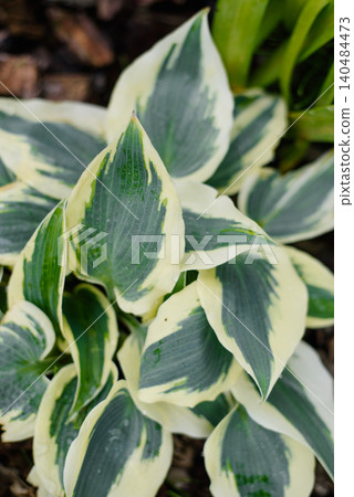 Beautiful Variegated Leaves of Hosta Grape Escape in Summer Garden Beautiful Variegated Leaves of Hosta Grape Escape in Summer Garden 140484473