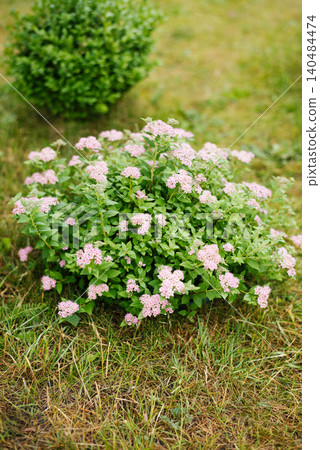 Pink Summer Spiraea Bloom Outdoors 140484474