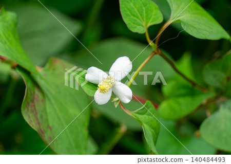 A close-up of the white flowers of Houttuynia cordata, which bloom in early summer. A close-up of the white flowers of Houttuynia cordata, which bloom in early summer. 140484493