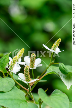 A close-up of the white flowers of Houttuynia cordata, which bloom in early summer. 140484494