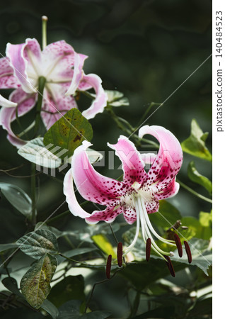 虎百合花,有著引人注目的紅紫色斑點圖案。 虎百合花,有著引人注目的紅紫色斑點圖案。 140484523