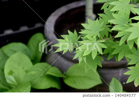 Maple trees under the eaves of a building in Narai-juku (Shiojiri City, Nagano Prefecture) 140484577