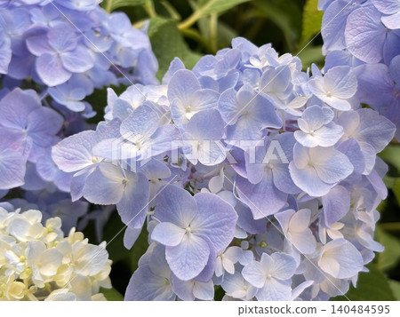 Hydrangeas - an image of the rainy season Hydrangeas - an image of the rainy season 140484595