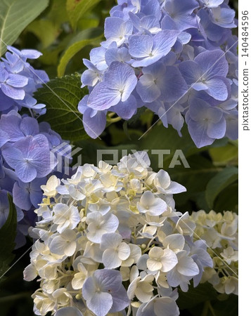 Hydrangeas - an image of the rainy season Hydrangeas - an image of the rainy season 140484596