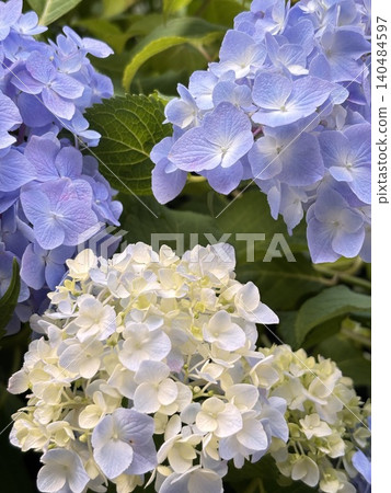 Hydrangeas - an image of the rainy season Hydrangeas - an image of the rainy season 140484597