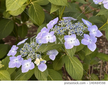Hydrangeas - an image of the rainy season 140484598