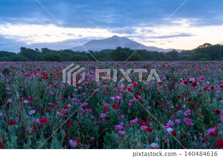Poppy fields at Kokaigawa Fureai Park and sunrise over Mount Tsukuba 140484616