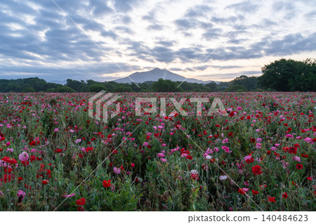 Poppy fields at Kokaigawa Fureai Park and sunrise over Mount Tsukuba Poppy fields at Kokaigawa Fureai Park and sunrise over Mount Tsukuba 140484623