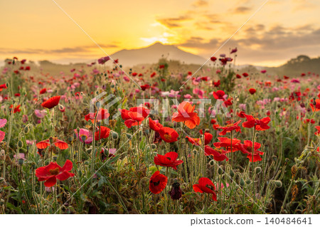 Poppy fields at Kokaigawa Fureai Park and sunrise over Mount Tsukuba Poppy fields at Kokaigawa Fureai Park and sunrise over Mount Tsukuba 140484641