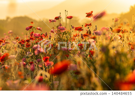 Poppy fields at Kokaigawa Fureai Park and sunrise over Mount Tsukuba Poppy fields at Kokaigawa Fureai Park and sunrise over Mount Tsukuba 140484655