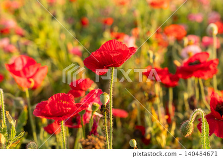 Poppy fields at Kokaigawa Fureai Park and sunrise over Mount Tsukuba 140484671