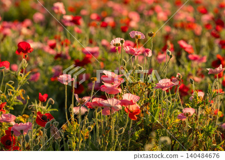 Poppy fields at Kokaigawa Fureai Park and sunrise over Mount Tsukuba 140484676