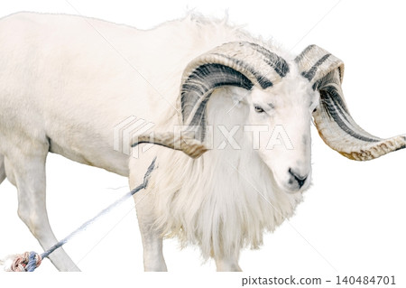 A male sheep with large curved horns and a black and white coat standing isolated on white background A male sheep with large curved horns and a black and white coat standing isolated on white background 140484701