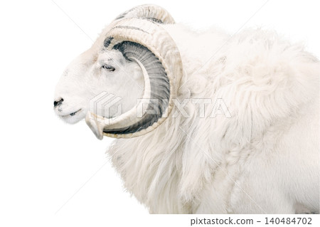 A male sheep with large curved horns and a black and white coat standing isolated on white background 140484702