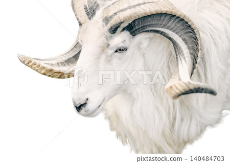 A male sheep with large curved horns and a black and white coat standing isolated on white background A male sheep with large curved horns and a black and white coat standing isolated on white background 140484703