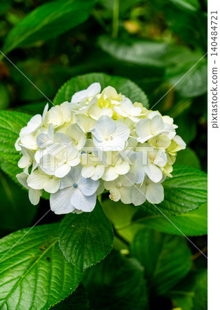 A close-up of hydrangeas in soft colors. A close-up of hydrangeas in soft colors. 140484721