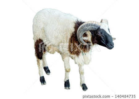 A male sheep with large curved horns and a black and white coat standing isolated on white background A male sheep with large curved horns and a black and white coat standing isolated on white background 140484735