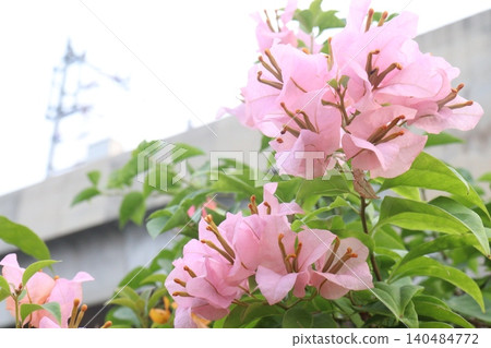 Bougainvillea flower plant on farm Bougainvillea flower plant on farm 140484772