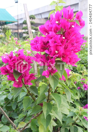 Bougainvillea flower plant on farm Bougainvillea flower plant on farm 140484777