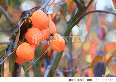 Fully ripe persimmons, ripe persimmons, colored persimmons Fully ripe persimmons, ripe persimmons, colored persimmons 140484858