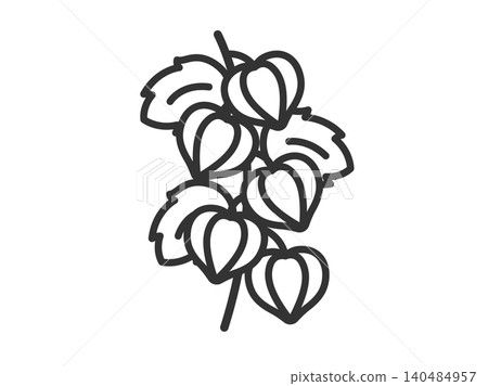 中國燈籠植物圖示插圖（線條描） 140484957