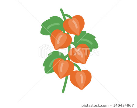 中國燈籠植物圖示插圖 中國燈籠植物圖示插圖 140484967