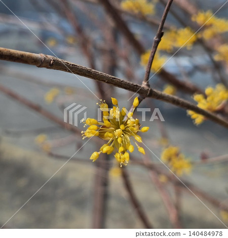 Beautiful Cornelian cherry blossom trees in full bloom Beautiful Cornelian cherry blossom trees in full bloom 140484978