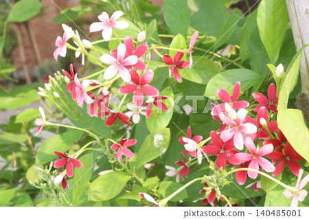 Combretum indicum flower tree plant on pot in farm Combretum indicum flower tree plant on pot in farm 140485001