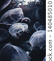 漂浮在水箱的水母 140485010