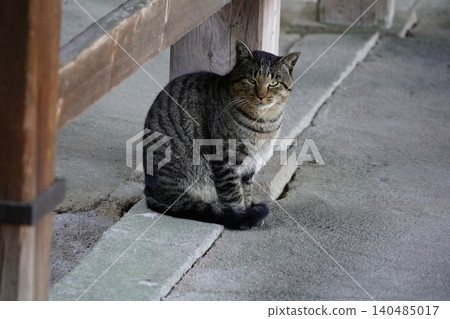 這裡有一隻貓 這裡有一隻貓 140485017