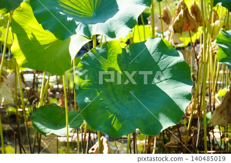 Lotus leaf Lotus leaf 140485019