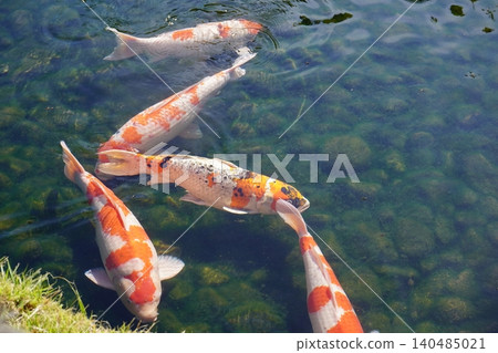 Carp of a pond 140485021