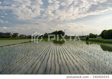 A rice paddy scene after planting in Kuki City, Saitama Prefecture. 140485035