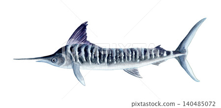 手繪水彩馬林魚 手繪水彩馬林魚 140485072