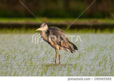 Heron standing in the paddy field 140485089