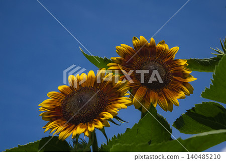 Sunflowers that stand out against the summer blue sky Sunflowers that stand out against the summer blue sky 140485210