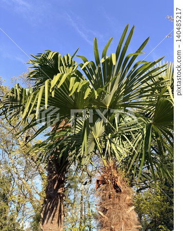 a palm trunk to vibrant green fronds with bright sunlight filtering through against a clear blue sky. Vertical background 140485217