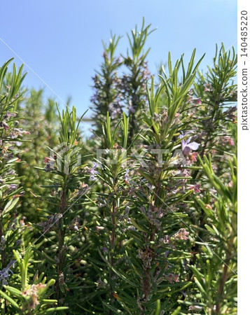 Flowering rosemary bushes. Close-up of green rosemary bushes. Vertical image 140485220