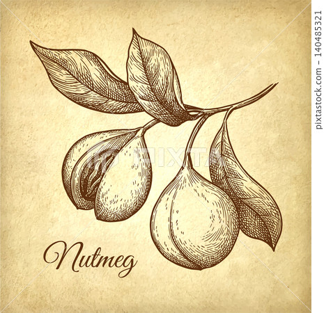Nutmeg branch ink sketch on old paper background. Nutmeg branch ink sketch on old paper background. 140485321