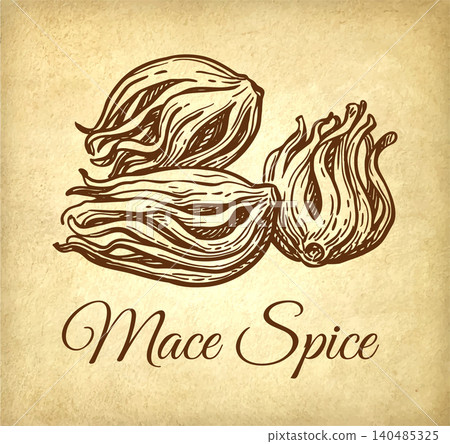 Mace spice ink sketch on old paper background 140485325