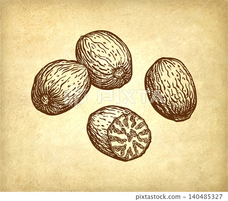Nutmeg spices ink sketch on old paper background Nutmeg spices ink sketch on old paper background 140485327