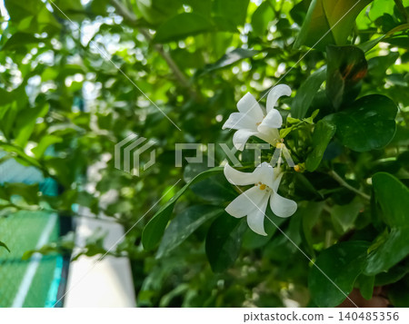 kamini is a species of shrub or small tree in the family 140485356